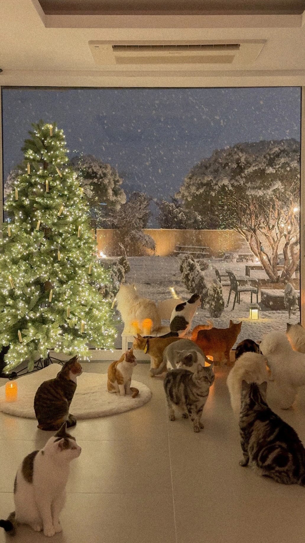 micasa_cats_ 게시물 이미지: 눈 오는 날에도 우린 늘 함께이기에 , 
혼자 보기 아까운 눈 오는 날의 고영주택...