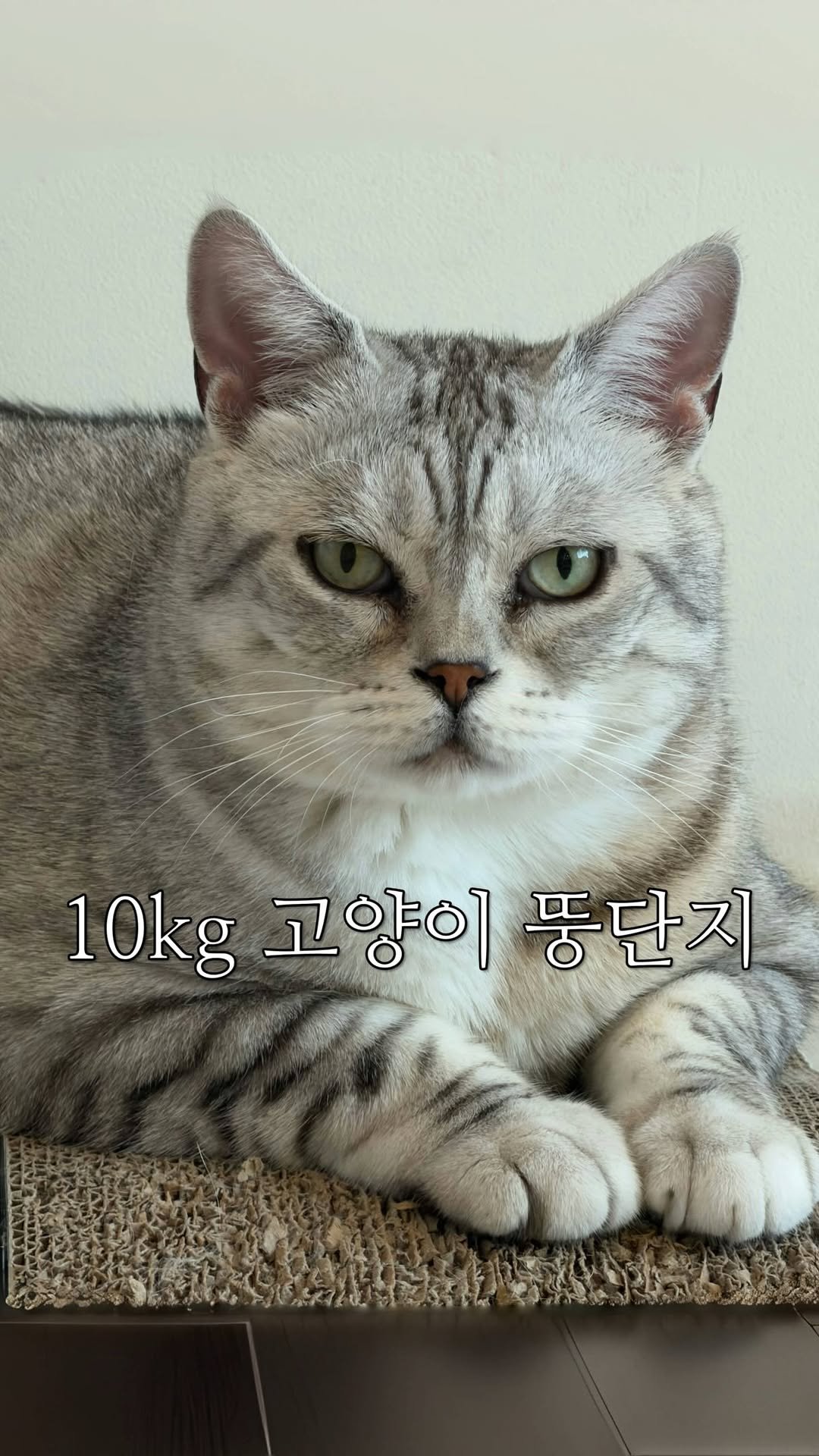 micasa_cats_ 게시물 이미지: 똑같은 사료를 먹고 간식도 안 주는데 왜 너만 자꾸 찌는건데…

#고영주택...