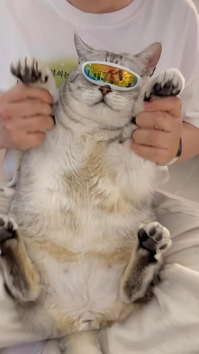 micasa_cats_ 게시물 이미지: 요즘 유행하는 도우인챌린지인데 엄마가 츄르준대서 함

#고영주택 #고양이카페...