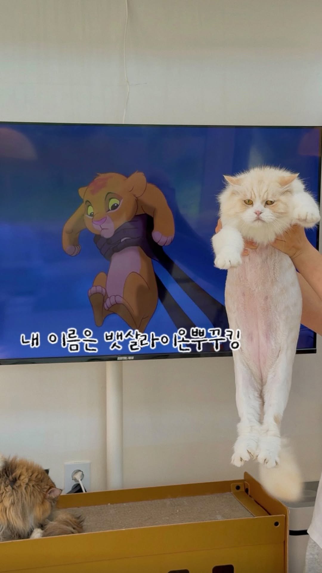 micasa_cats_ 게시물 이미지: 안녕하세요 저는 뱃살라이온뿌꾸킹이에요🦁

#고영주택 #고양이카페 #김포고양이카페 #김포카페 #cat