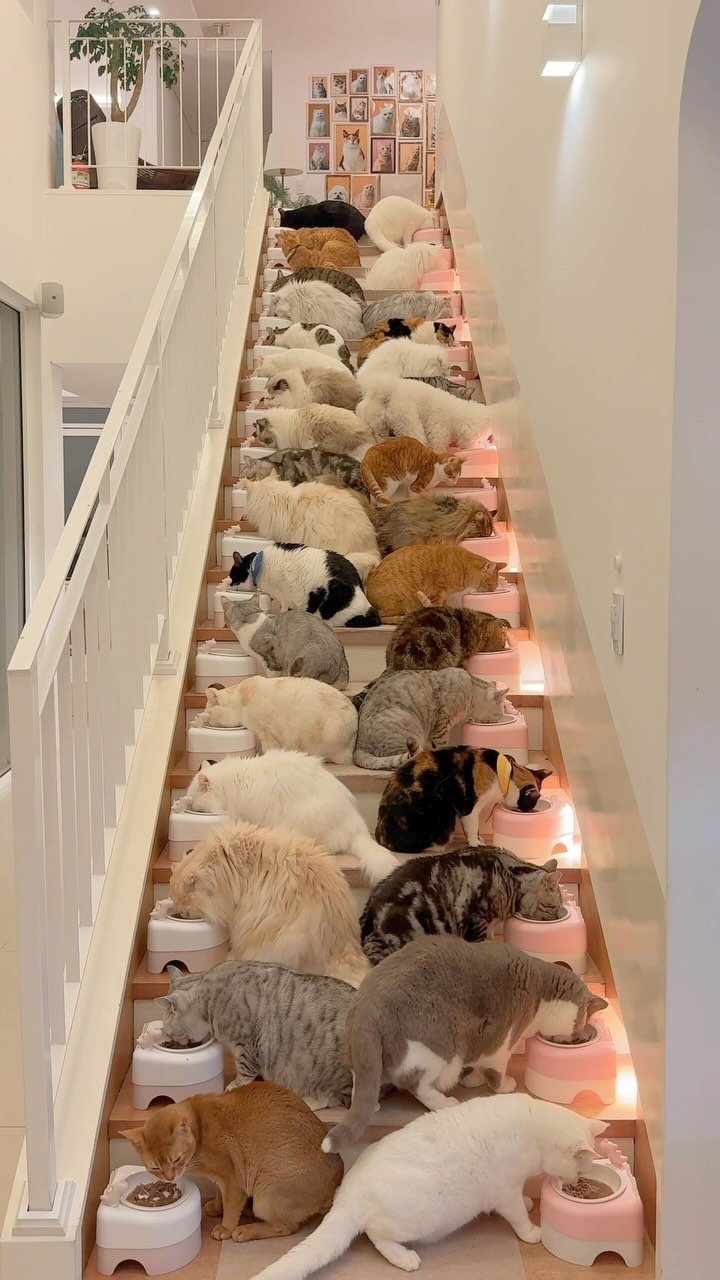 micasa_cats_ 게시물 이미지: 알고보니 이것은 식기 광고인데.. 😏👏🏻
⠀
냉장고에 먹다 남은 습식캔 보관중인...