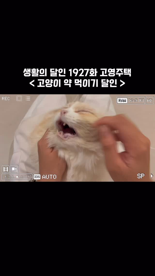 micasa_cats_ 게시물 이미지: 3초컷으로 고양이 약 먹이기 가능한 달인을 소개합니다🙋🏻‍♀️

투약 출장서비스는...