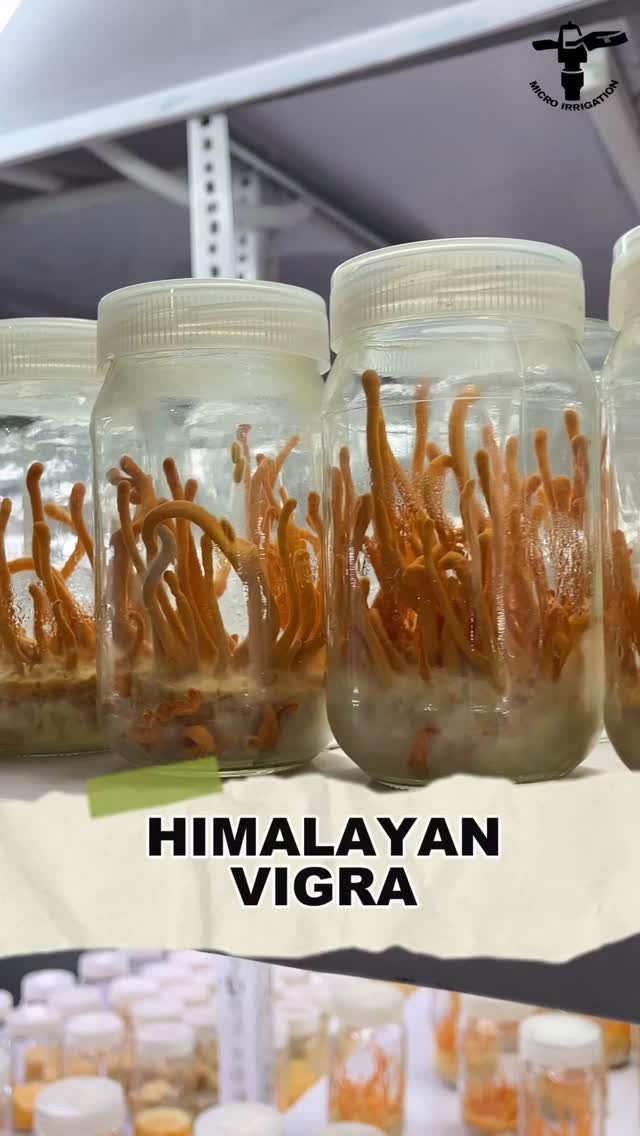 micro.irrigation 게시물 이미지: हिमालय वाली कीड़ा जड़ी एक बंद कमरे में...