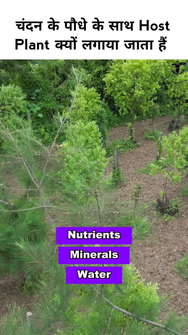 micro.irrigation 게시물 이미지: चंदन के पेड़ के लिए होस्ट पोधा क्यों लगाया...
