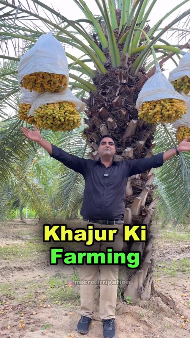 micro.irrigation 게시물 이미지: खजूर की खेती 😍😍
#microirrigation #farming...