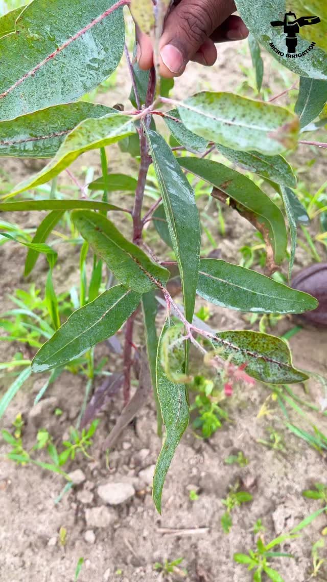 micro.irrigation 게시물 이미지: किसान की FD 💰 
#microirrigation #farming...