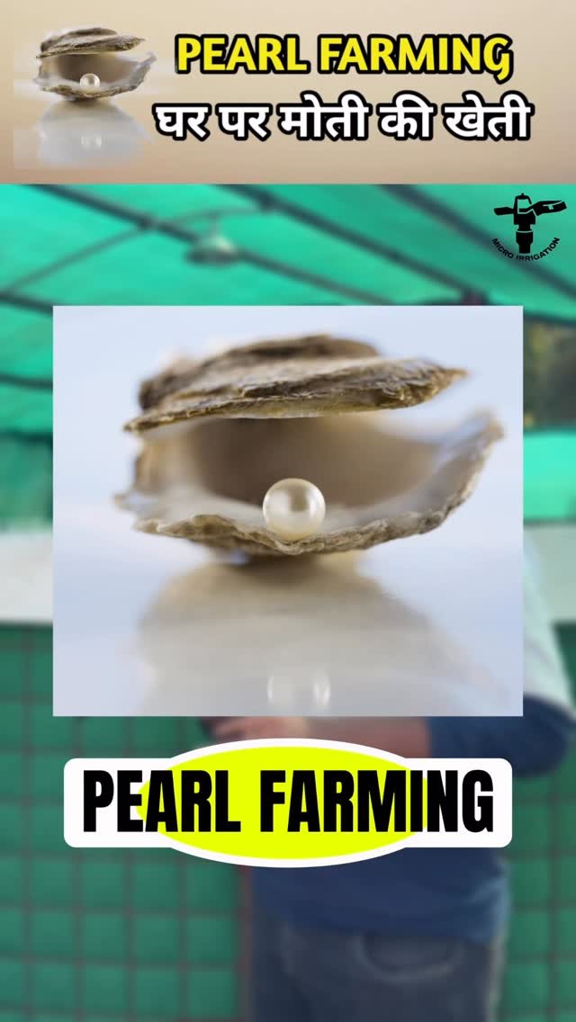 micro.irrigation 게시물 이미지: मोती की खेती 
#microirrigation #pearlfarming...