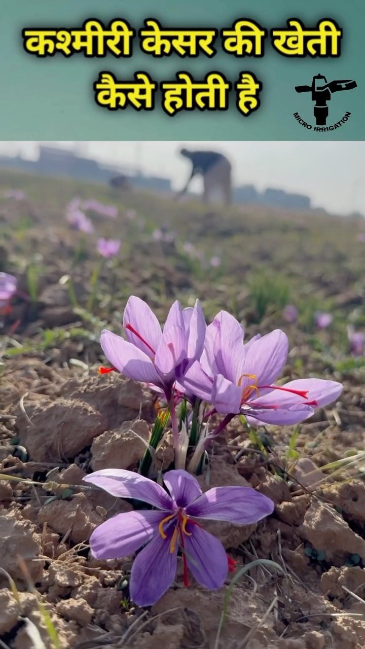 micro.irrigation 게시물 이미지: कश्मीरी केसर 

#saffron #saffronfarming...