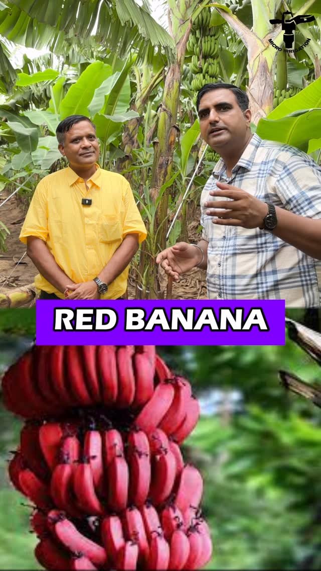 micro.irrigation 게시물 이미지: आपके आस पास कौनसे केले की खेती होती है...