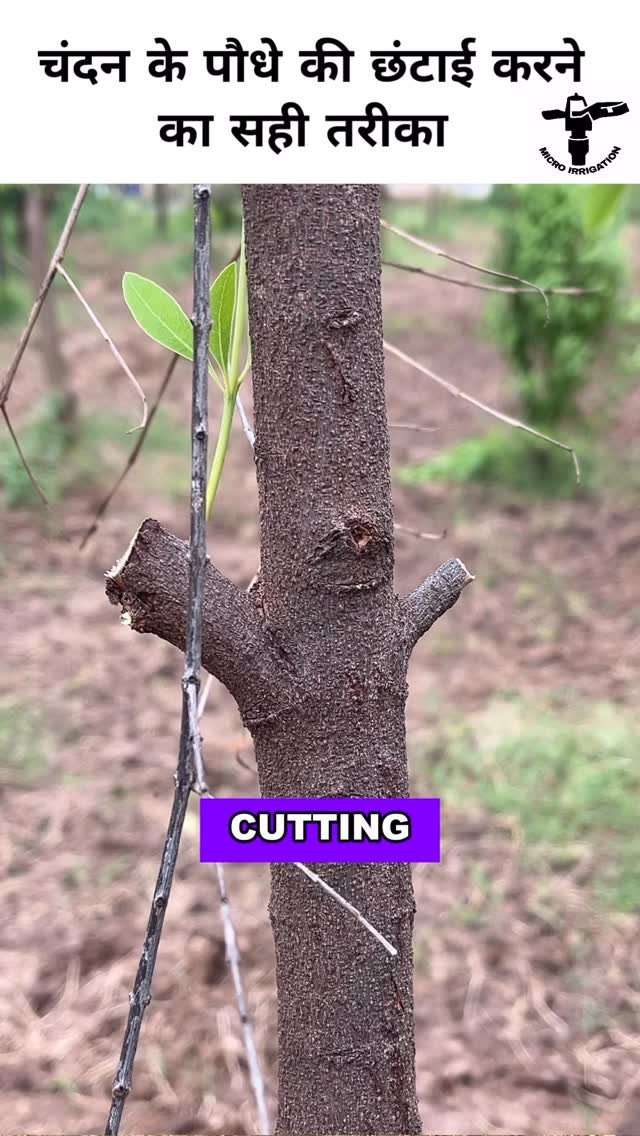 micro.irrigation 게시물 이미지: चंदन की खेती 
#microirrigation #whitechandan...