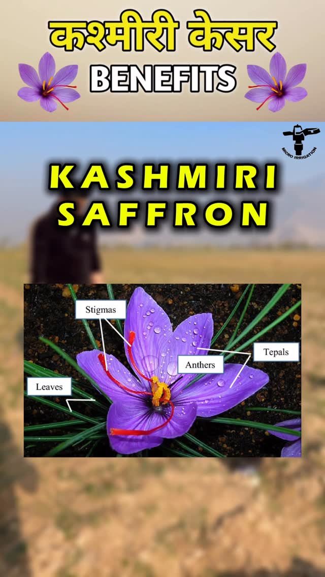 micro.irrigation 게시물 이미지: कश्मीरी केसर के फायदे 
Contact For Original...