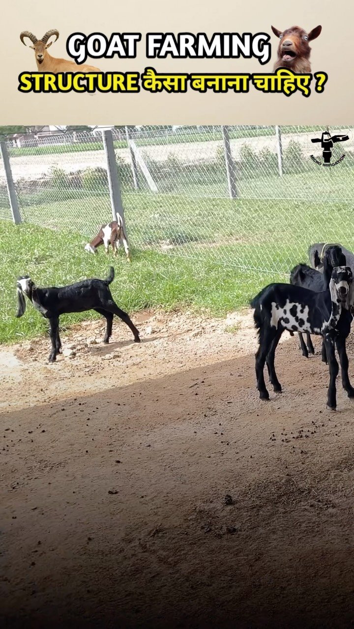 micro.irrigation 게시물 이미지: Goat Farming 
#microirrigation #goatfarming...