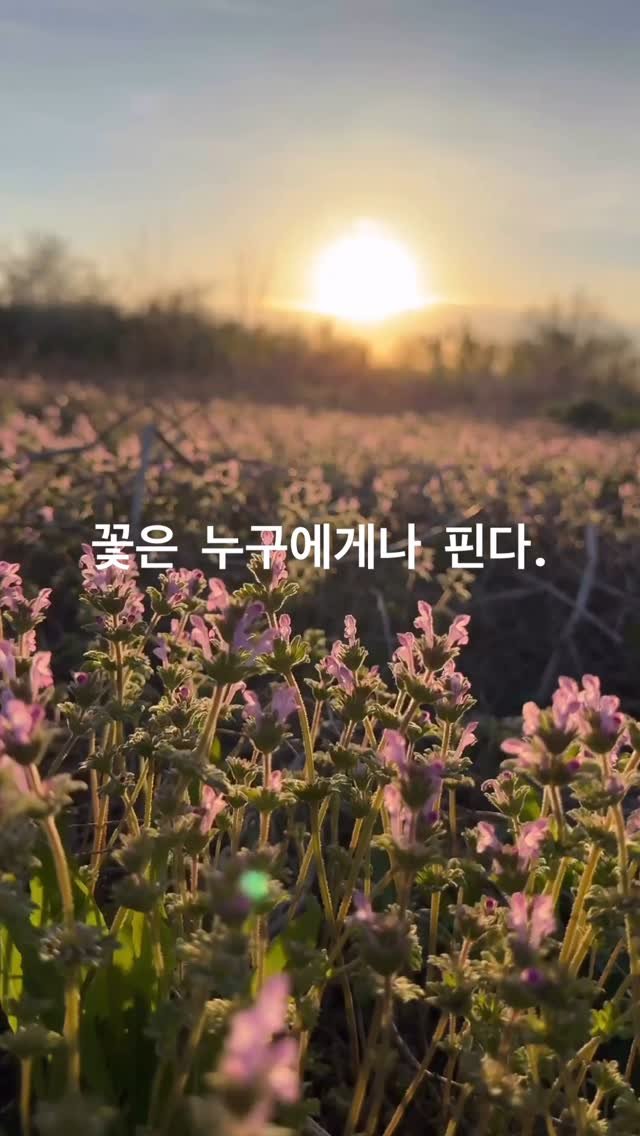 mid_moment_ 게시물 이미지: 🌷각자 꽃이피는 시기가 있대요.
그 말 한마디에, 오늘 제 마음이...