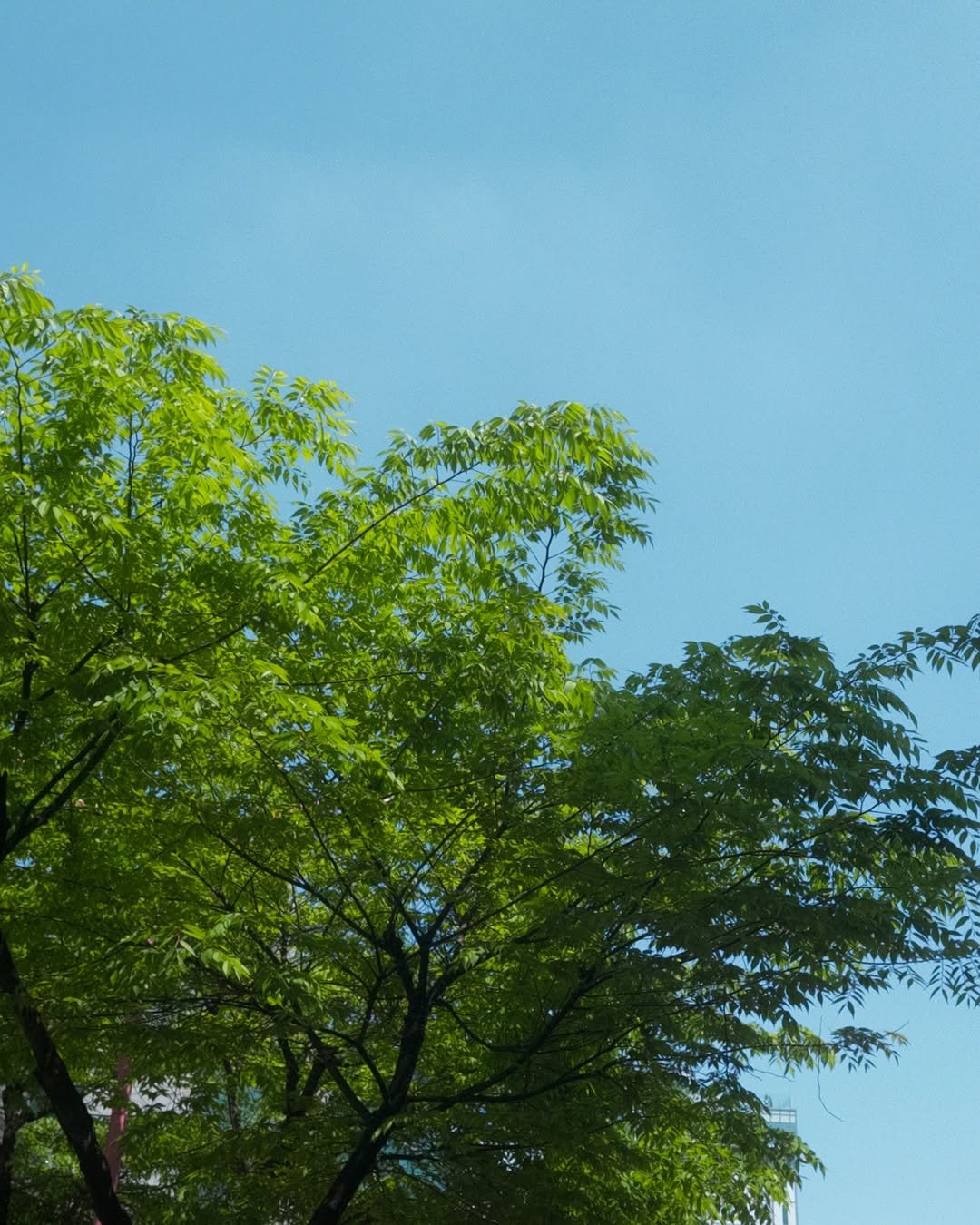 Photo by 이노마 on April 20, 2025.