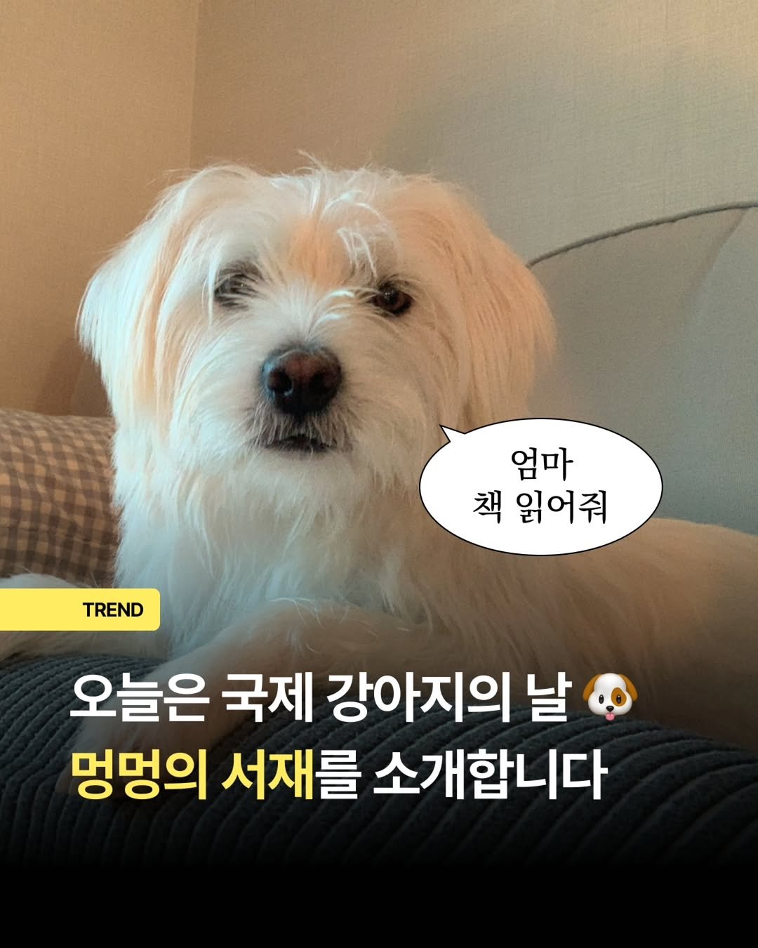 Photo by 밀리의서재 on March 22, 2026. May be an image of Norwich terrier, Maltese and text that says '엄마 책 읽어줘 읽어줘 TREND 오늘은 국제 강아지의 날 멍멍의 서재를 소개합니다'.