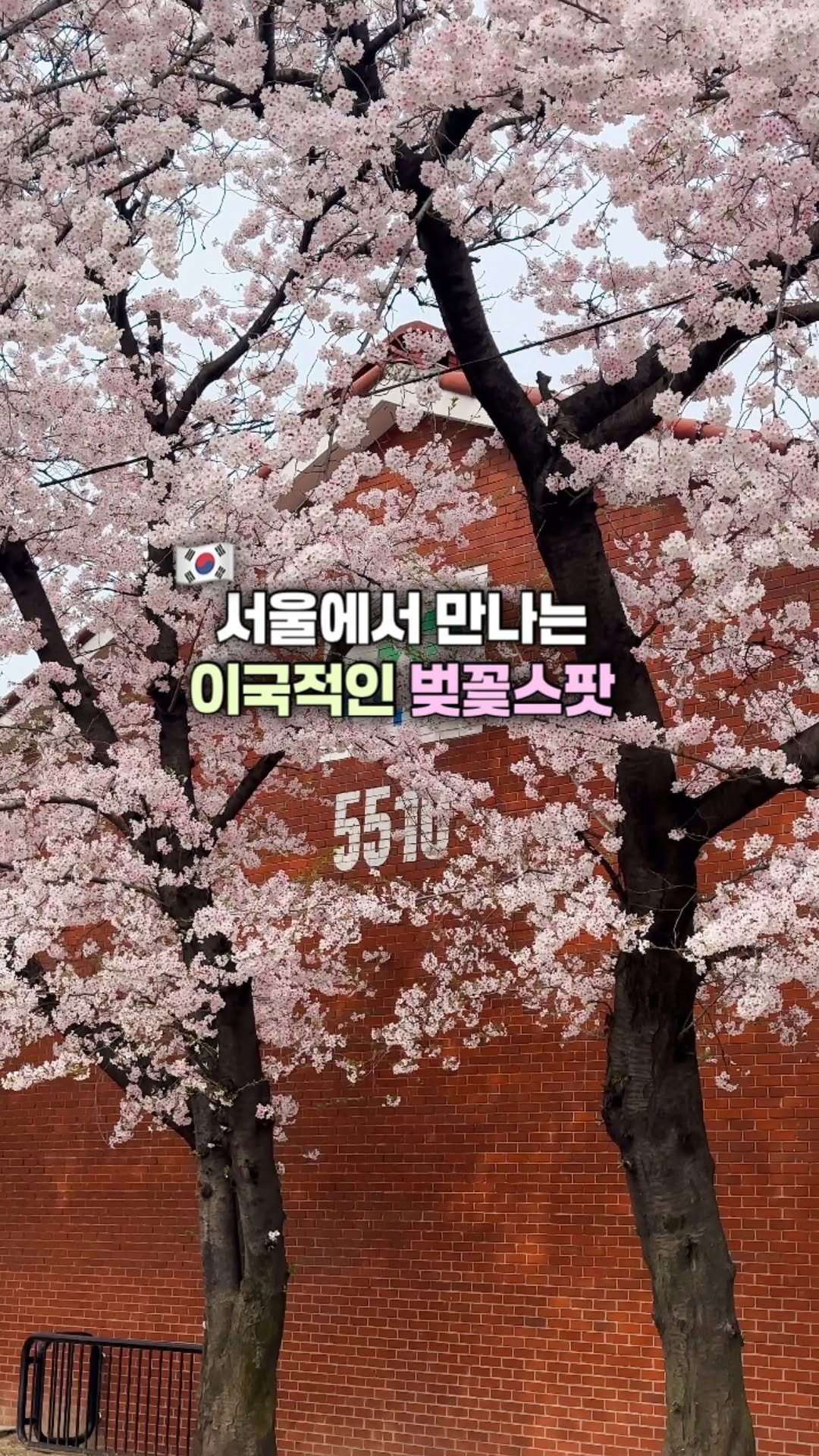 min9ooram 게시물 이미지: 🌸2주 뒤 만날 수 있는 이국적인 벚꽃스팟 #용산공원 

붉은 벽돌집 아래 활짝 핀...