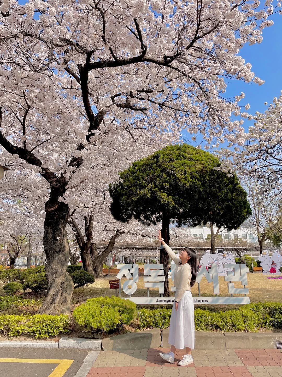 Photo by 밍구, 여행🪽 on March 26, 2026. May be an image of stone-fruit tree, flower, outdoors and text.