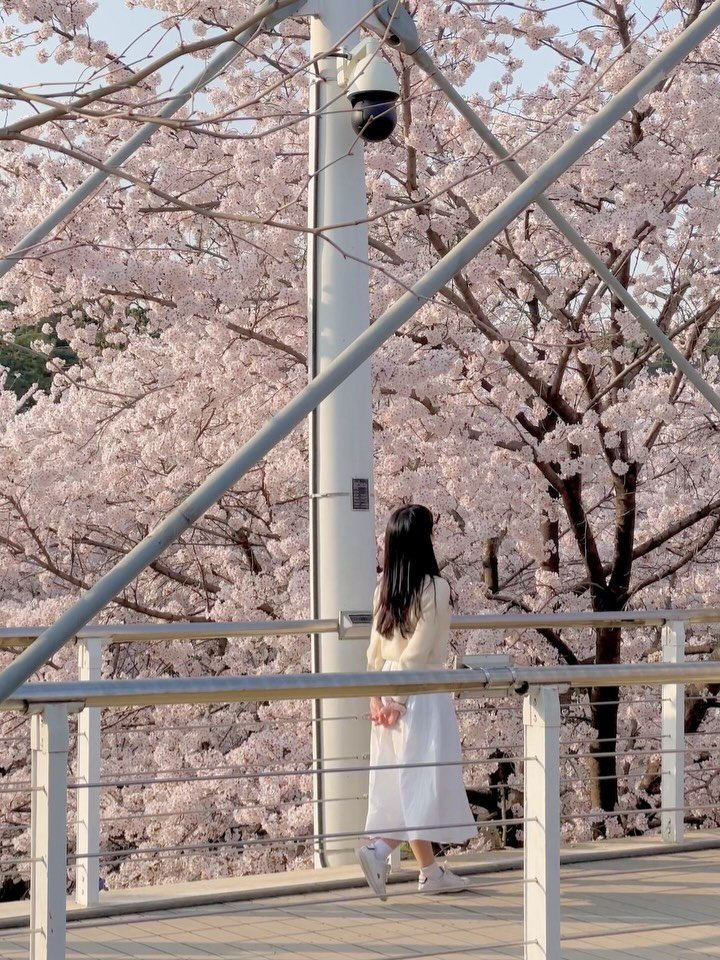 min9ooram 게시물 이미지: 🌸서울에서 가장 애정하는 벚꽃스팟 #서울숲

개인적으로 서울에서 가장 예쁘다고...