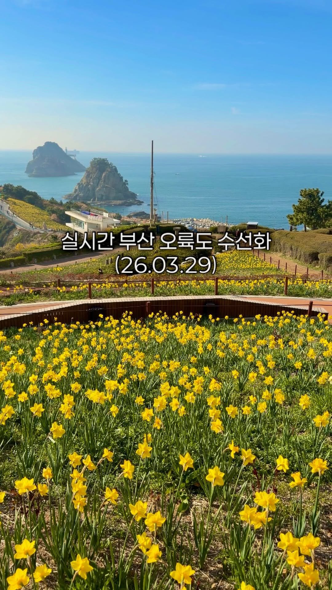 min9ooram 게시물 이미지: 🌼실시간 부산 오륙도 수선화 개화상황(26.03.29)

청량한 부산 바다와 별...