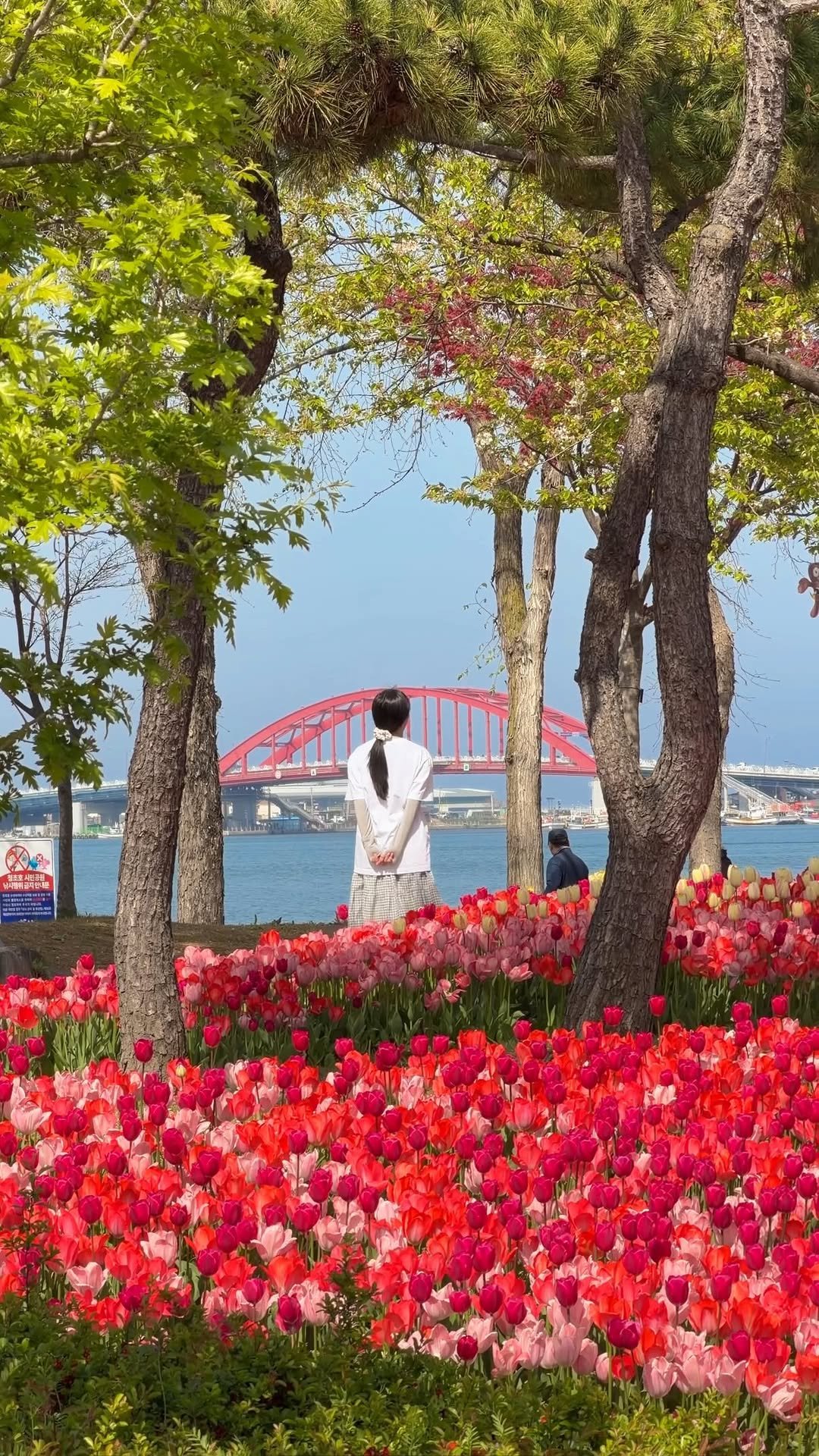 min9ooram 게시물 이미지: 🌷실시간 속초 청초호 튤립(26.04.19)🌷

실시간 속초에도 튤립이 예쁘게...