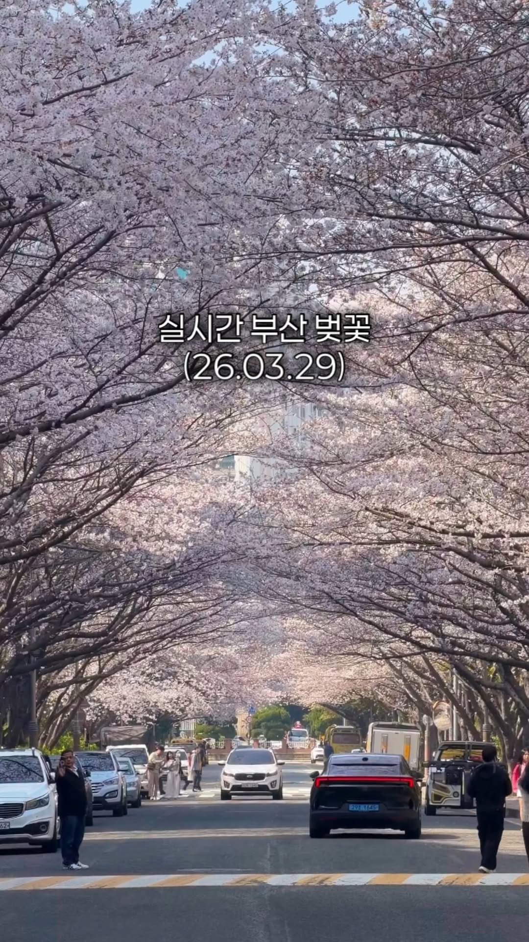 min9ooram 게시물 이미지: 🌸실시간 부산 벚꽃 가장 먼저 만개한 곳🌸

올해 부산 벚꽃이 예정보다 늦어지고...