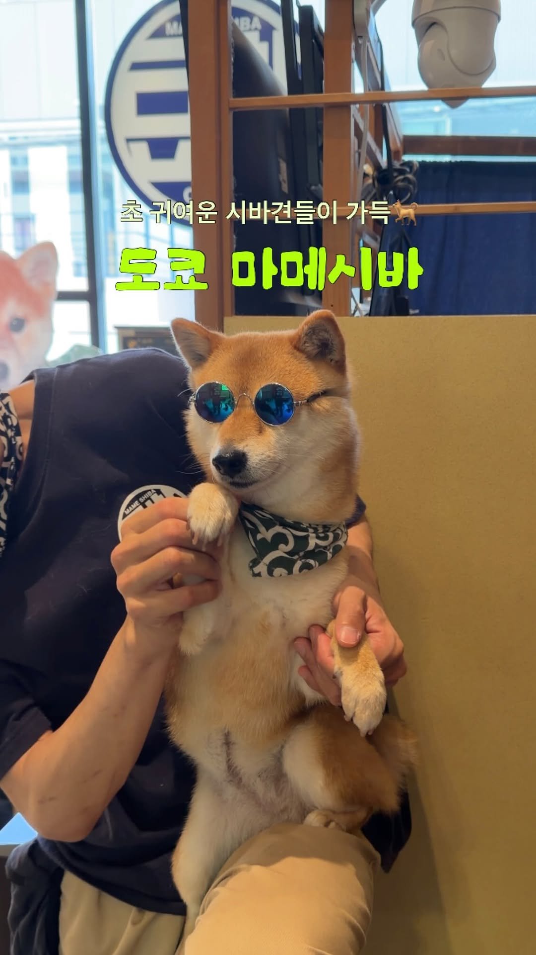 min9ooram 게시물 이미지: 🐕시바견 맘껏 예뻐해줄 수 있는 도쿄 시바카페 #마메시바

오동통한 식빵 몸매가...