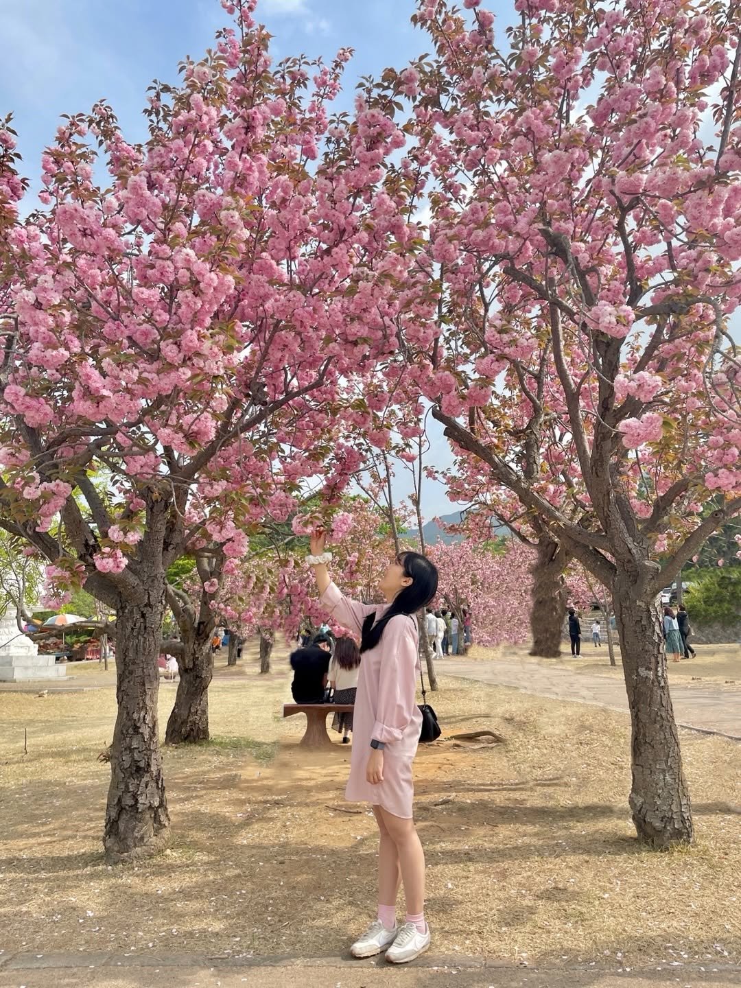 min9ooram 게시물 이미지: 🌸이번 주말 달려가야 할 경주 겹벚꽃 스팟🌸

봄의 경주는 정말 끝없이 사랑인거...