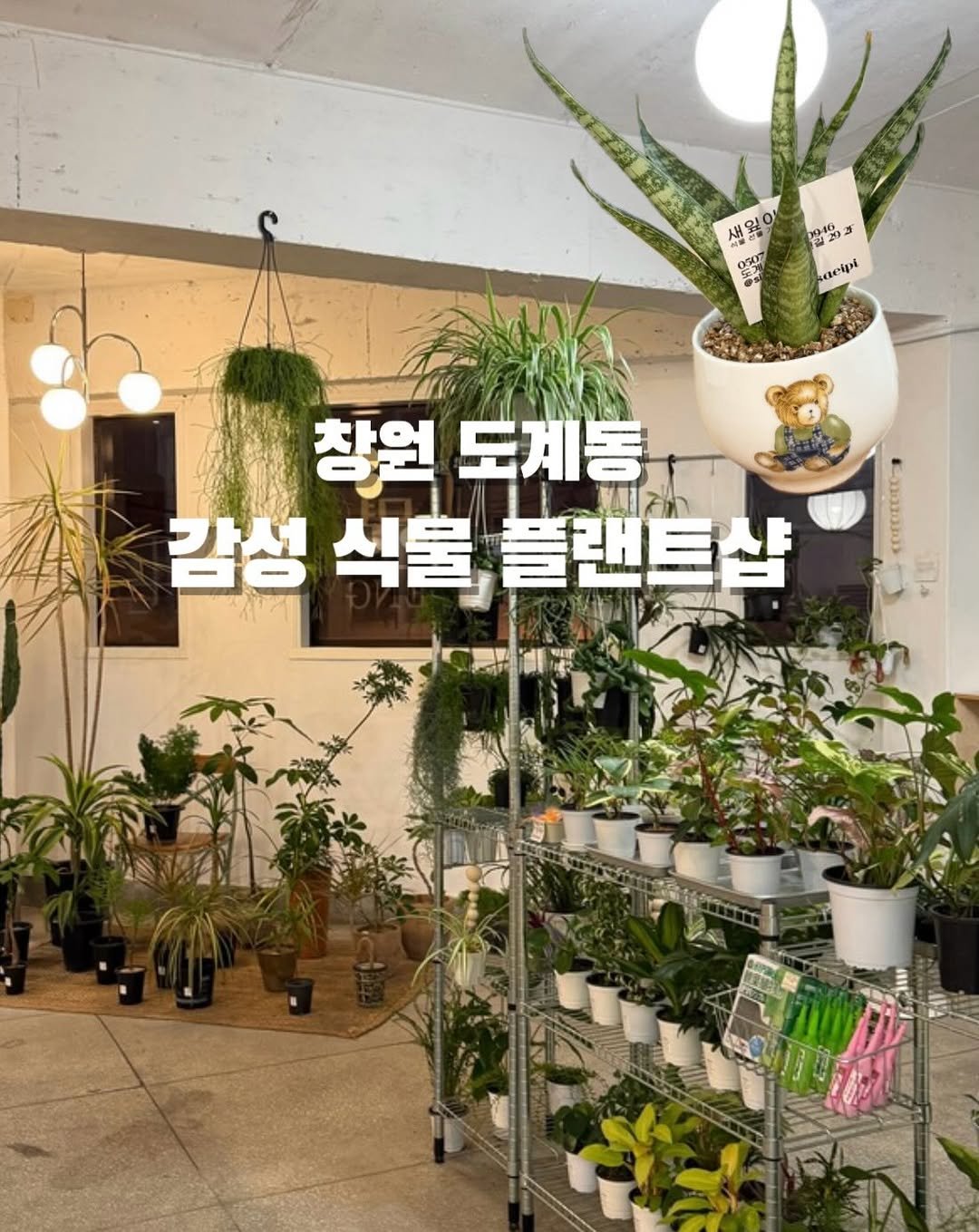 Photo shared by 창원맛집•창원데이트 | 민꾸 on December 05, 2025 tagging @sii_saeipi. May be an image of house plant, plant and text that says '4N 网究 aaer 7 창원 도계동 감성 식물 플랜트샵'.