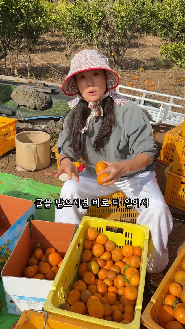 mindful_chae 게시물 이미지: 오늘부터 귤 받으실 거여요☺️🍊🫶

직접 선과 다 해서 박스 포장해서 
택배까지...