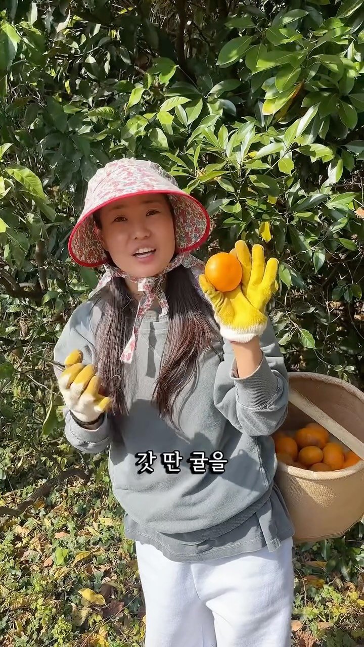 mindful_chae 게시물 이미지: 오늘 새벽부터 귤 수확 하고 있어요!!!

최대한 많은 분들이 빨리 받으실 수...