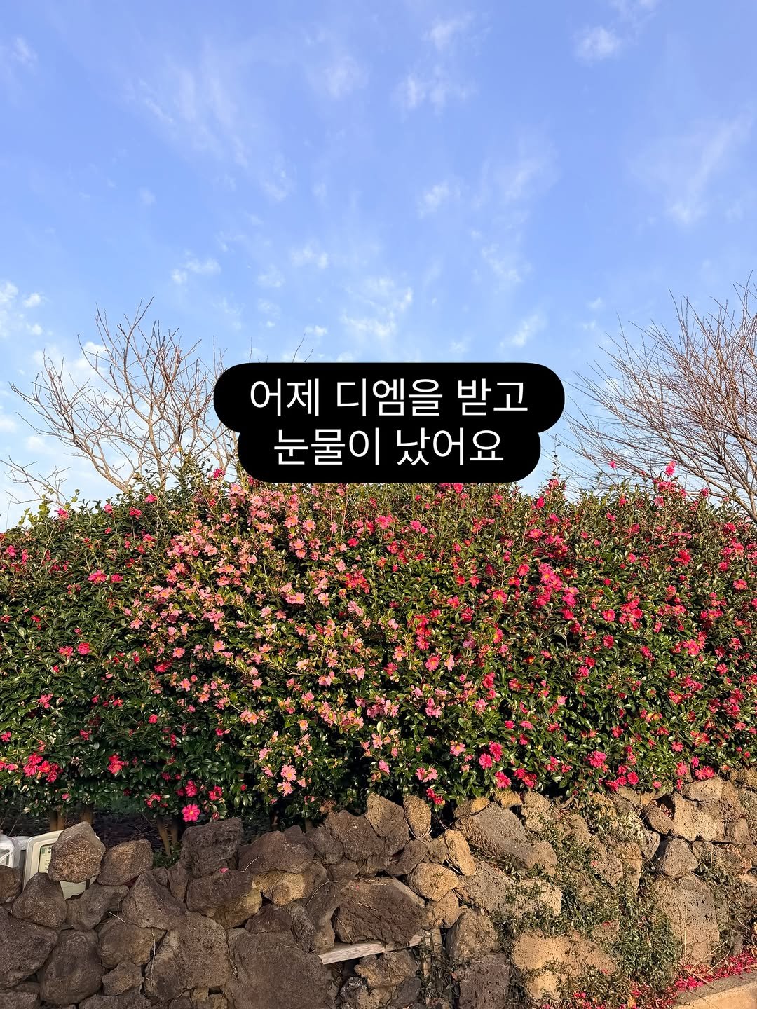 Photo by 채코치 | 긍정 에너지 웰니스 라이프 on March 04, 2026. May be an image of rose and text that says '어제 디엠을 받고 눈물이 났어요'.