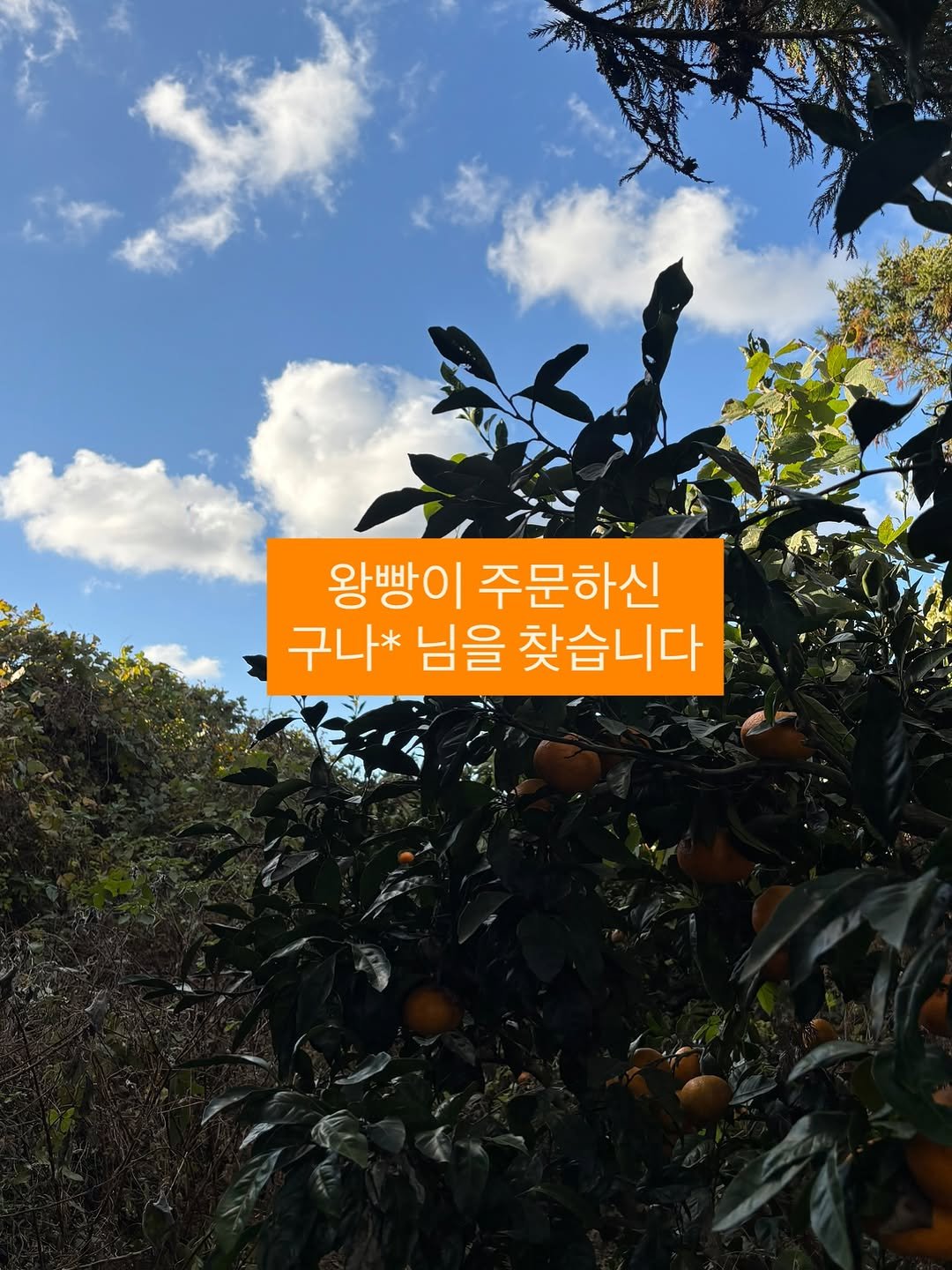 Photo by 채코치 | 긍정 에너지 웰니스 라이프 on December 01, 2025. May be an image of devilwood, cloud and text that says '왕빵이 주문하신 구나* 님을 찾습니다'.