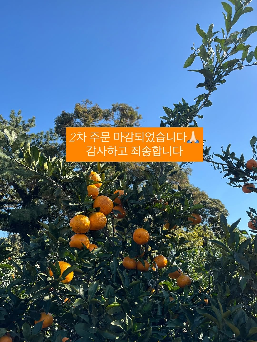 Photo by 채코치 | 긍정 에너지 웰니스 라이프 on December 02, 2025. May be an image of devilwood, tree and text that says '2차 주문 마감되었습니다 감사하고 죄송합니다'.