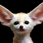 gwangju_fox 프로필 사진