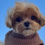 ming_tori22 프로필 사진