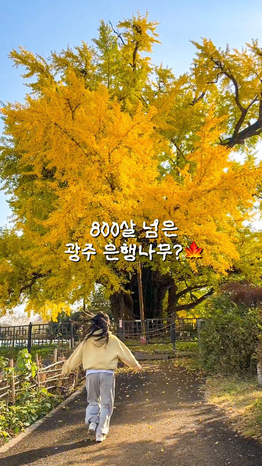 minggeurae 게시물 이미지: 📌광주 800년 된 은행나무 #칠석동은행나무

• 남구 칠석동 120
• 근처...