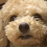 yamyam_sisters 프로필 사진