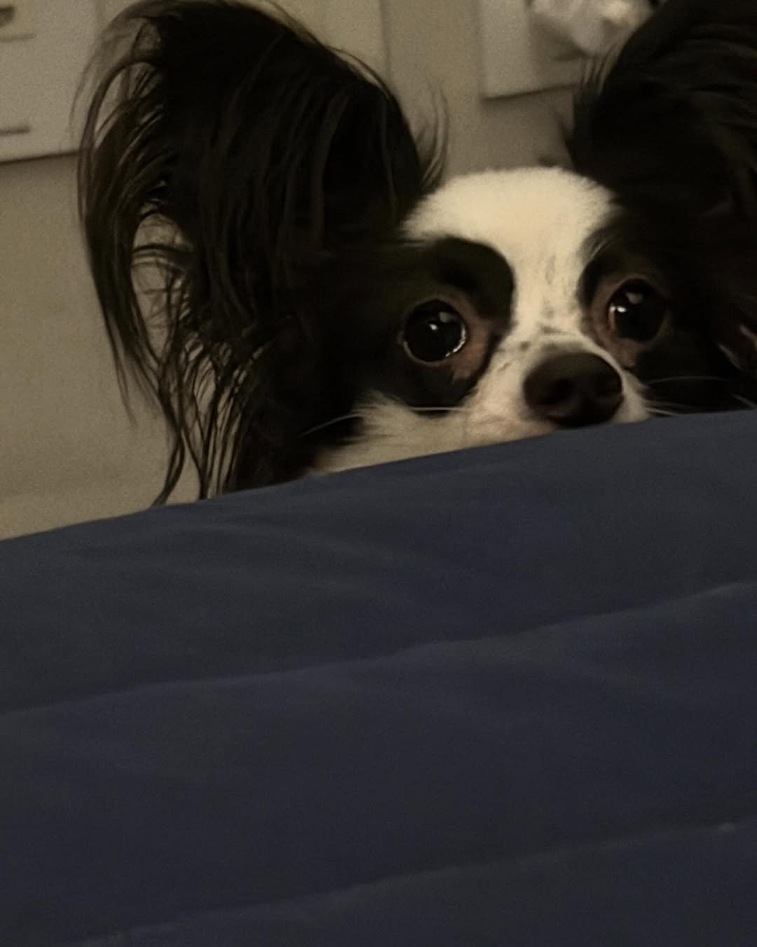 Photo shared by 홍민기 on November 02, 2025 tagging @dog_leo0908. May be an image of text.