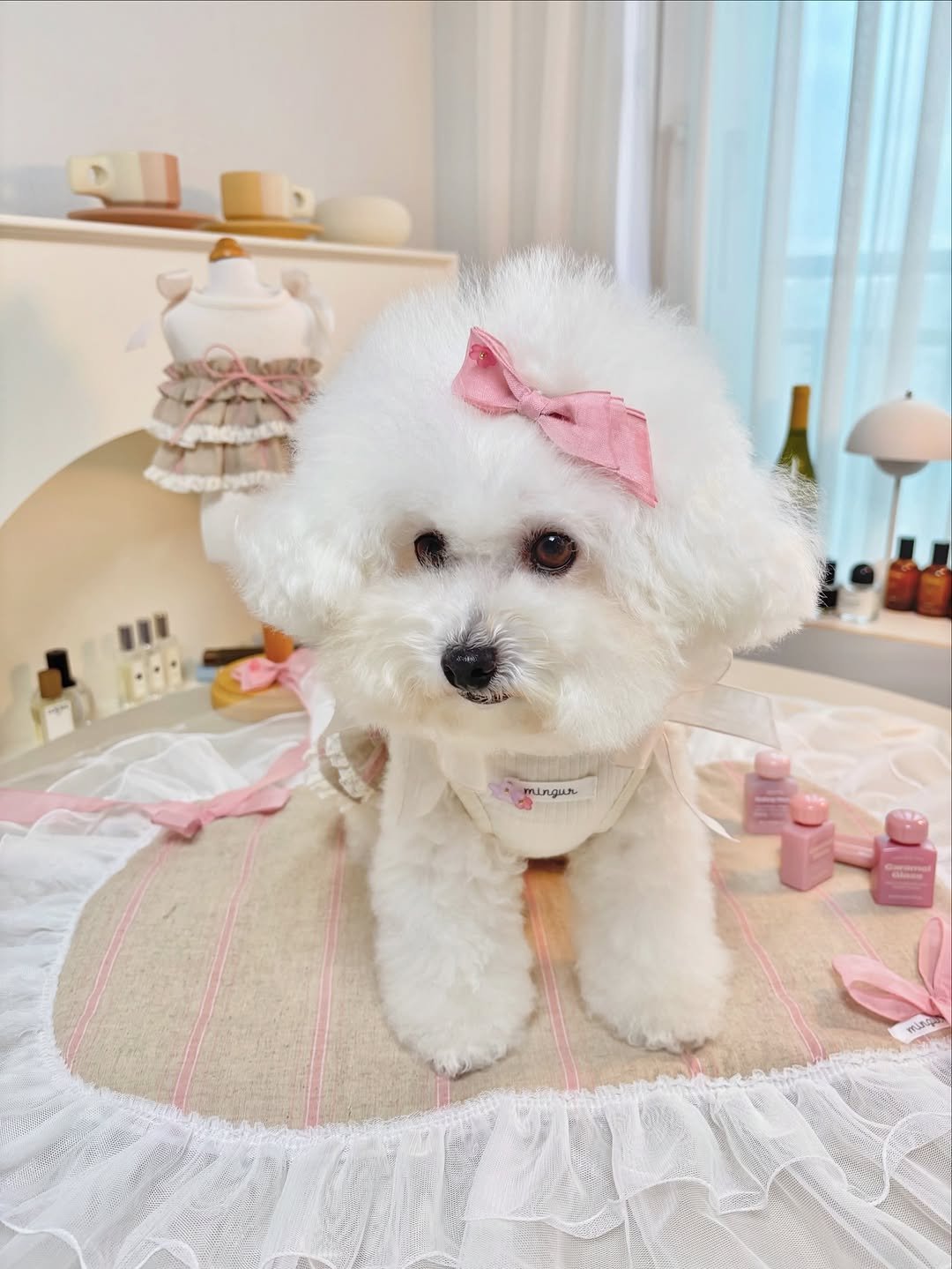 Photo by 밍구르 | MINGUR on October 15, 2025. May be an image of Maltese, Pekinese and text.