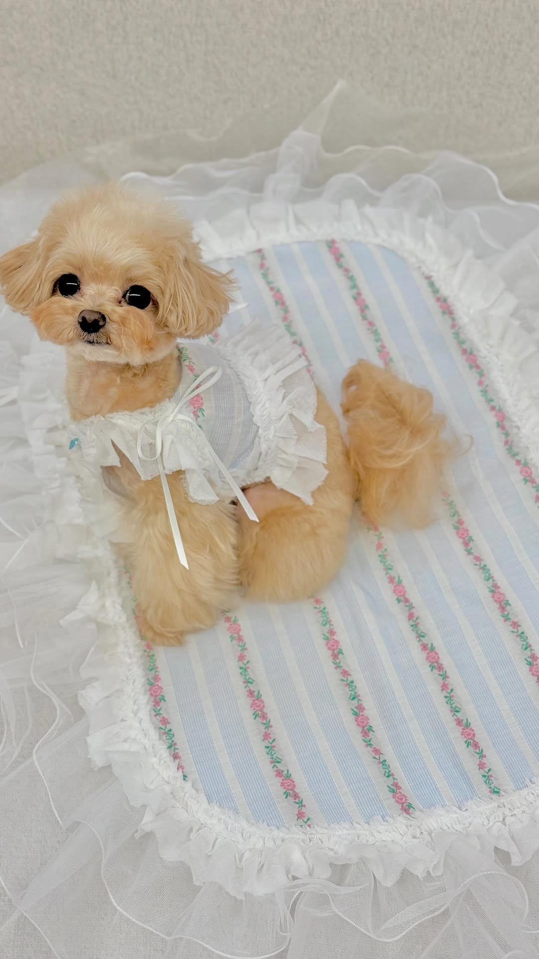 mingur.official 게시물 이미지: 오랜만에 우리 공주 미모자랑 릴스랄까🩵
분유미 살려주는 밍구르 신상 아쥬...