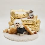 louisdogboutique_lottebusan 프로필 사진