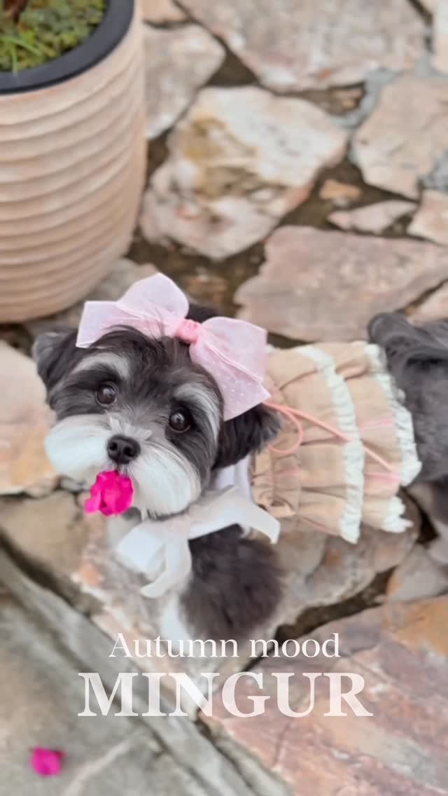 mingur.official 게시물 이미지: .
🍰 Pink Afternoon with Mingur 💕

한 겹 한 겹 부드럽게...