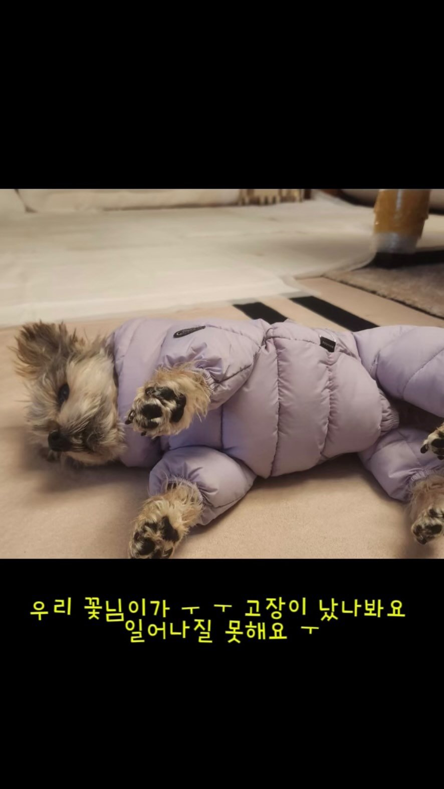 minimiel_46 게시물 이미지: 진작에 사줄껄 ㅜ ㅜ

#뒤늦은후회#치매견일상#내딸꽃님이#여아전용#반려가족