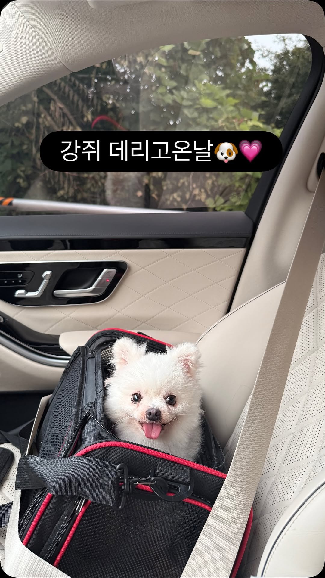 minyoung_aori 게시물 이미지: 남사 데려오던날....💗
행복강쥐 표정이 너무 밝았어요 🐶💗💗💗