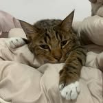 animal_lover_cat 프로필 사진