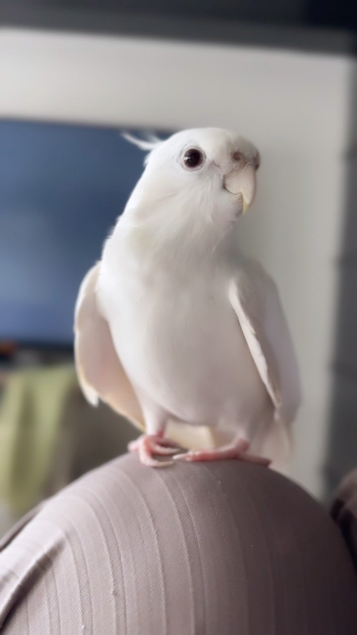 mirimiri 게시물 이미지: それぞれ神々しい御姿🐥🤍🐥
どちらもちがって、どちらもイイ…！