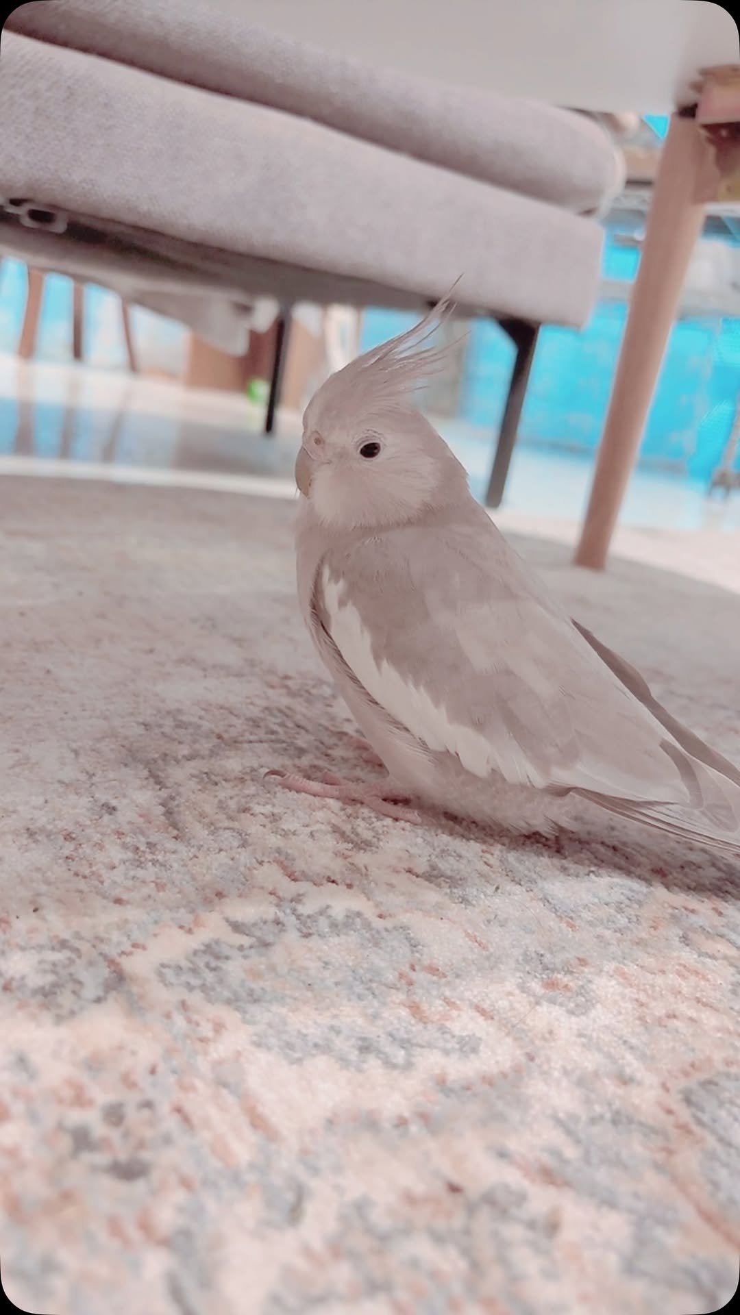 mirimiri 게시물 이미지: テーブルの下で眠くなるととろさん🐥💖
※動画です