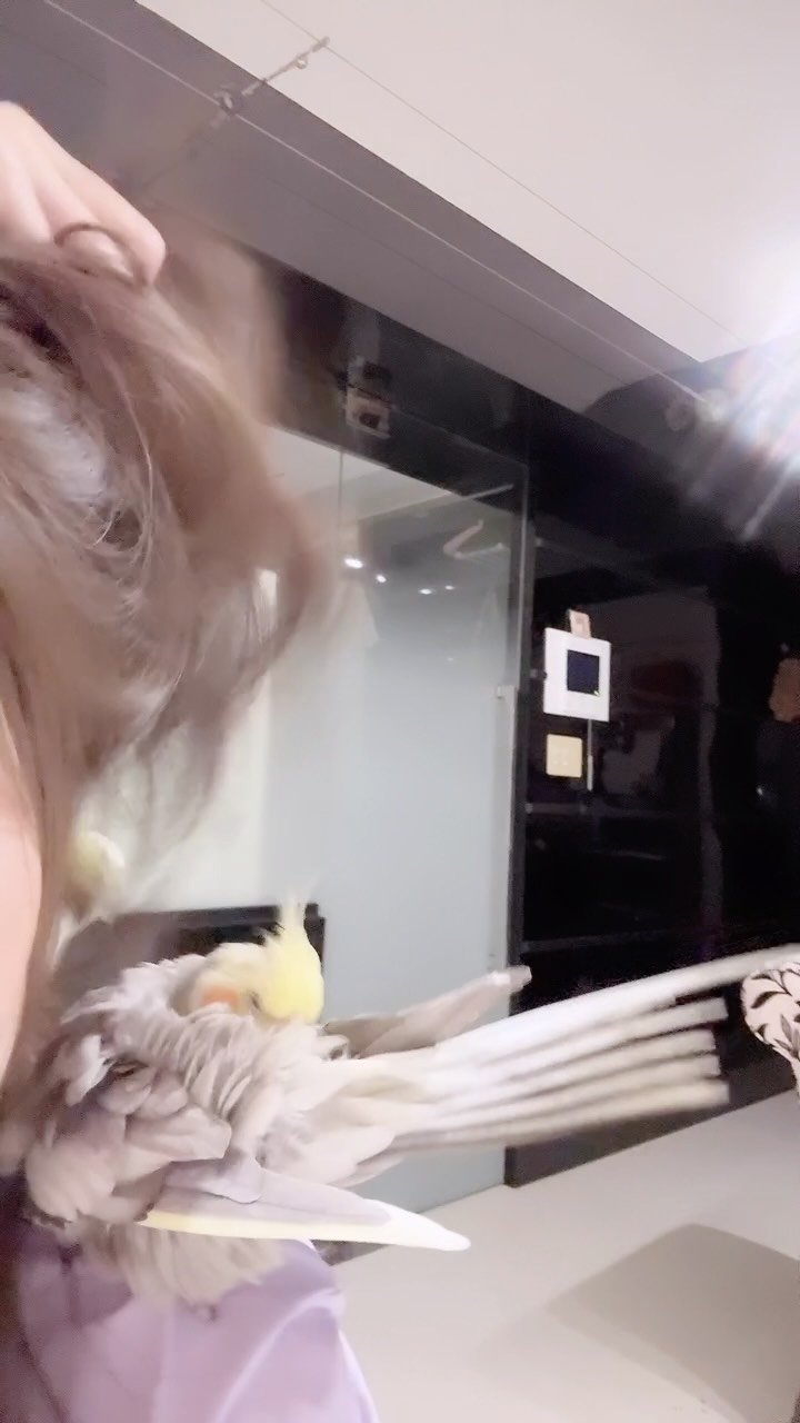 mirimiri 게시물 이미지: 定期的に髪浴びするモンちゃん🐥
誘ってきたのにかけると遠慮しがち…