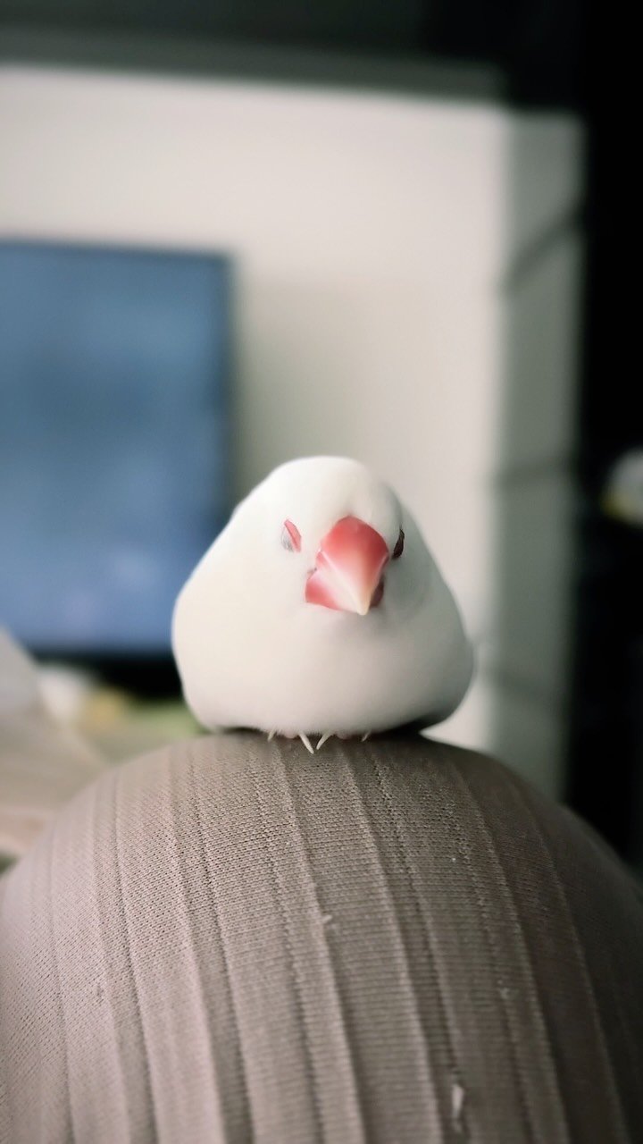 mirimiri 게시물 이미지: 先日のおにぎりブンチャンが好きすぎて🍙