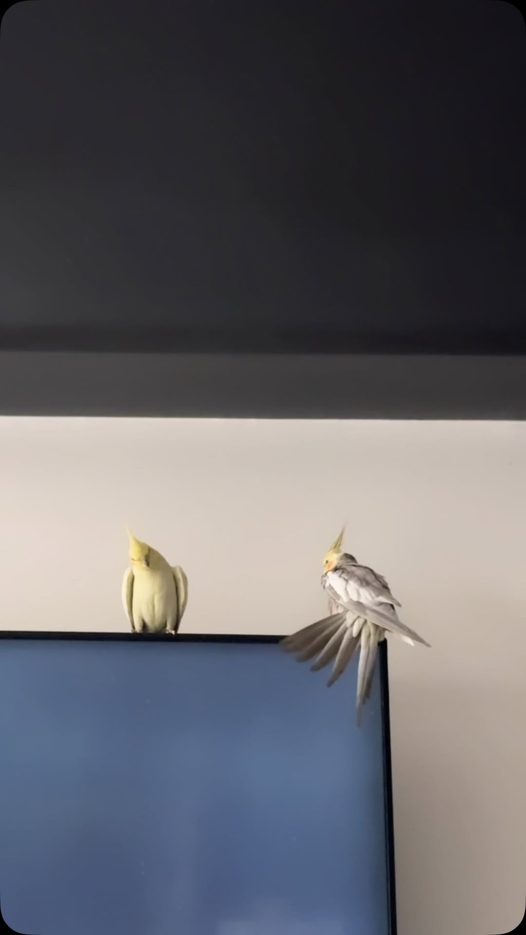mirimiri 게시물 이미지: 全然ケンカにならない🥰
羽繕いはしあったりないけど仲良しコンビ🐥💖🐥